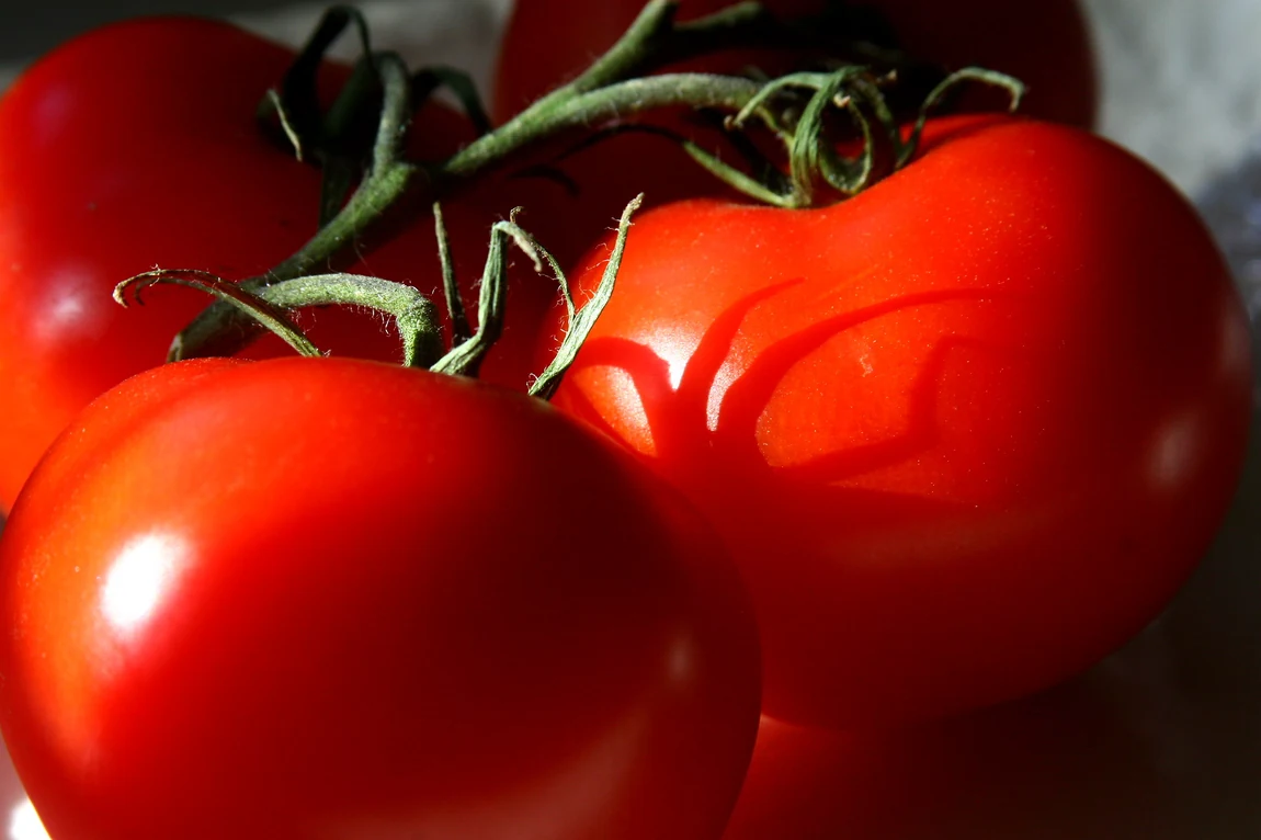 VR Moscow Tomatoes