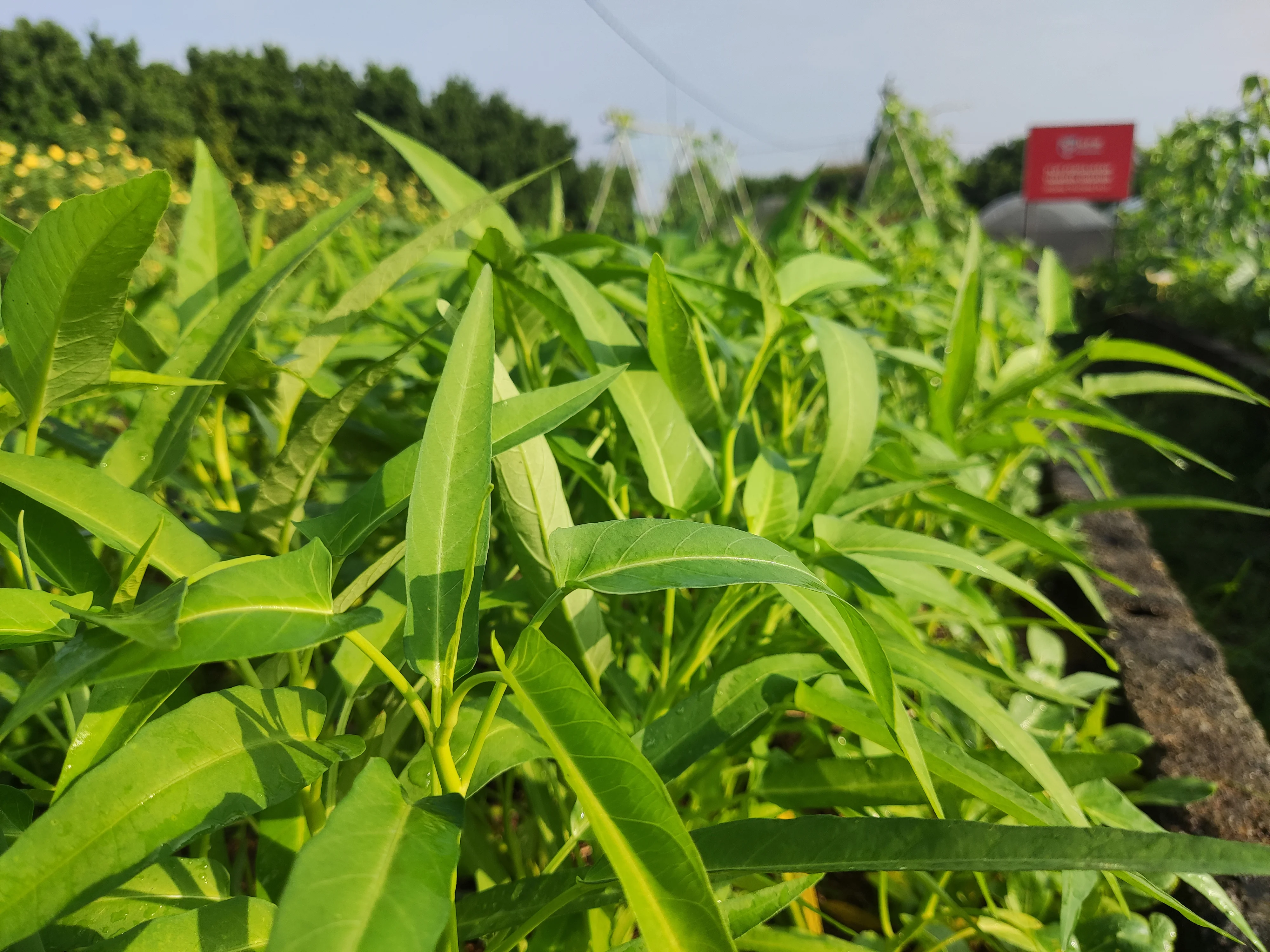 Water spinach stems and leaves