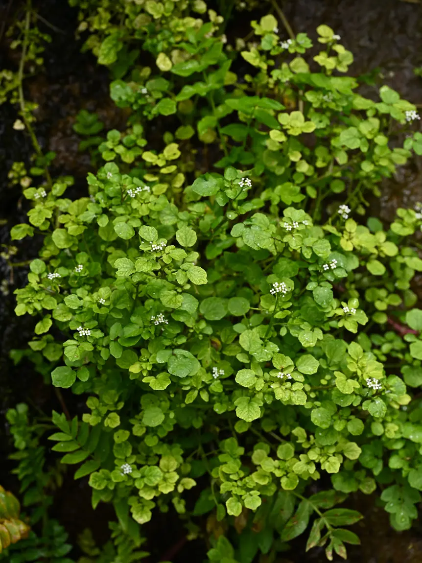 True Watercress