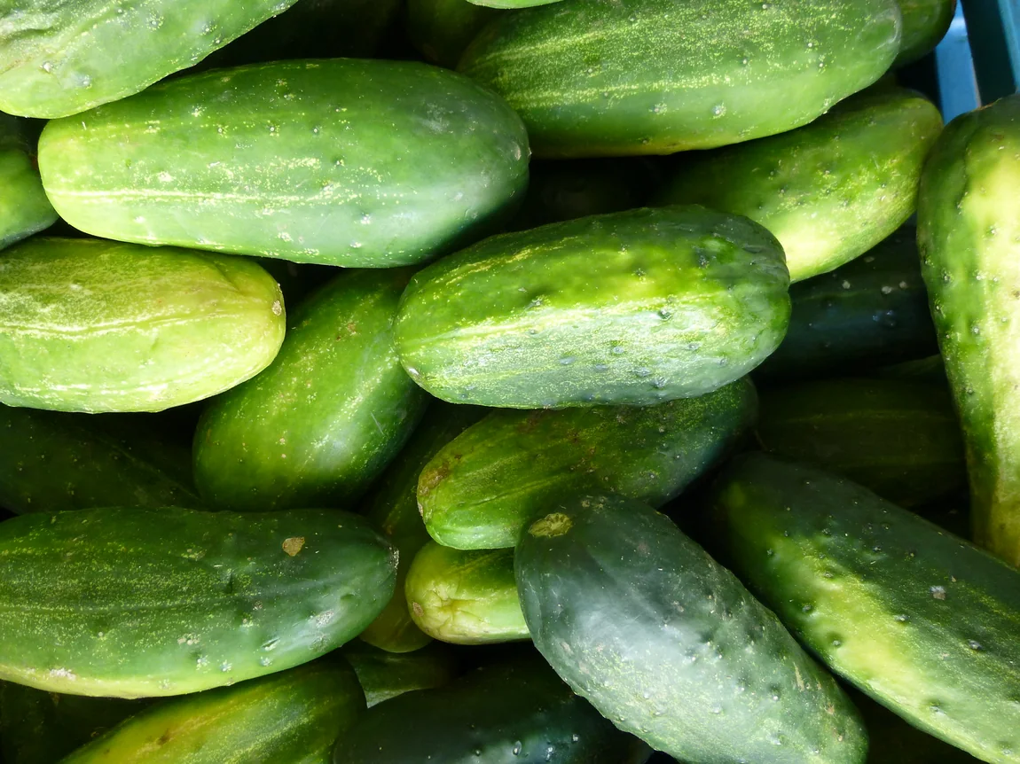 Wautoma Cucumbers