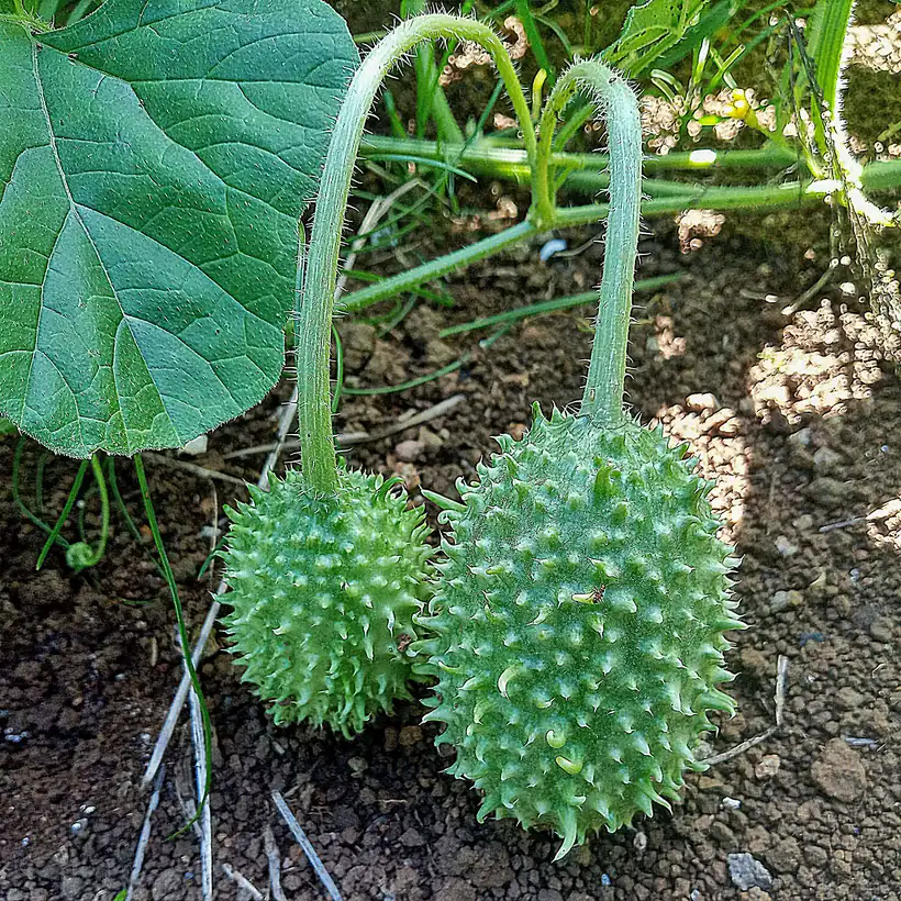 West Indian Burr Gherkin Cucumber