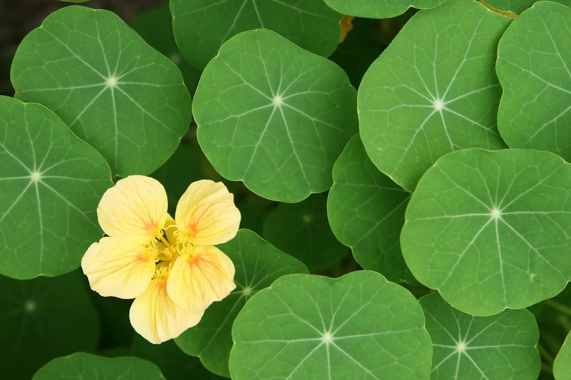 Whirlybird Nasturtium Flowers