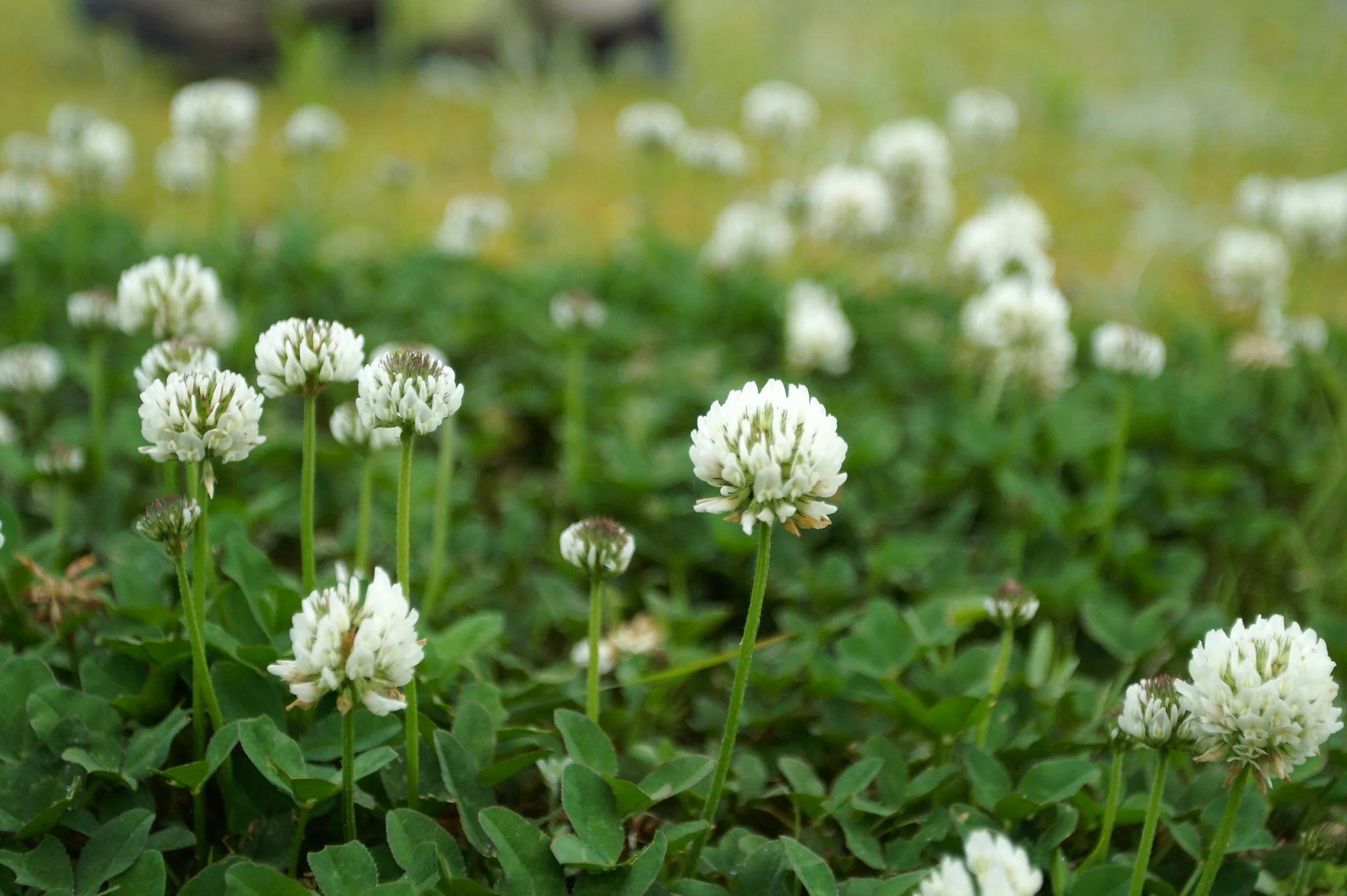 White clover living mulch