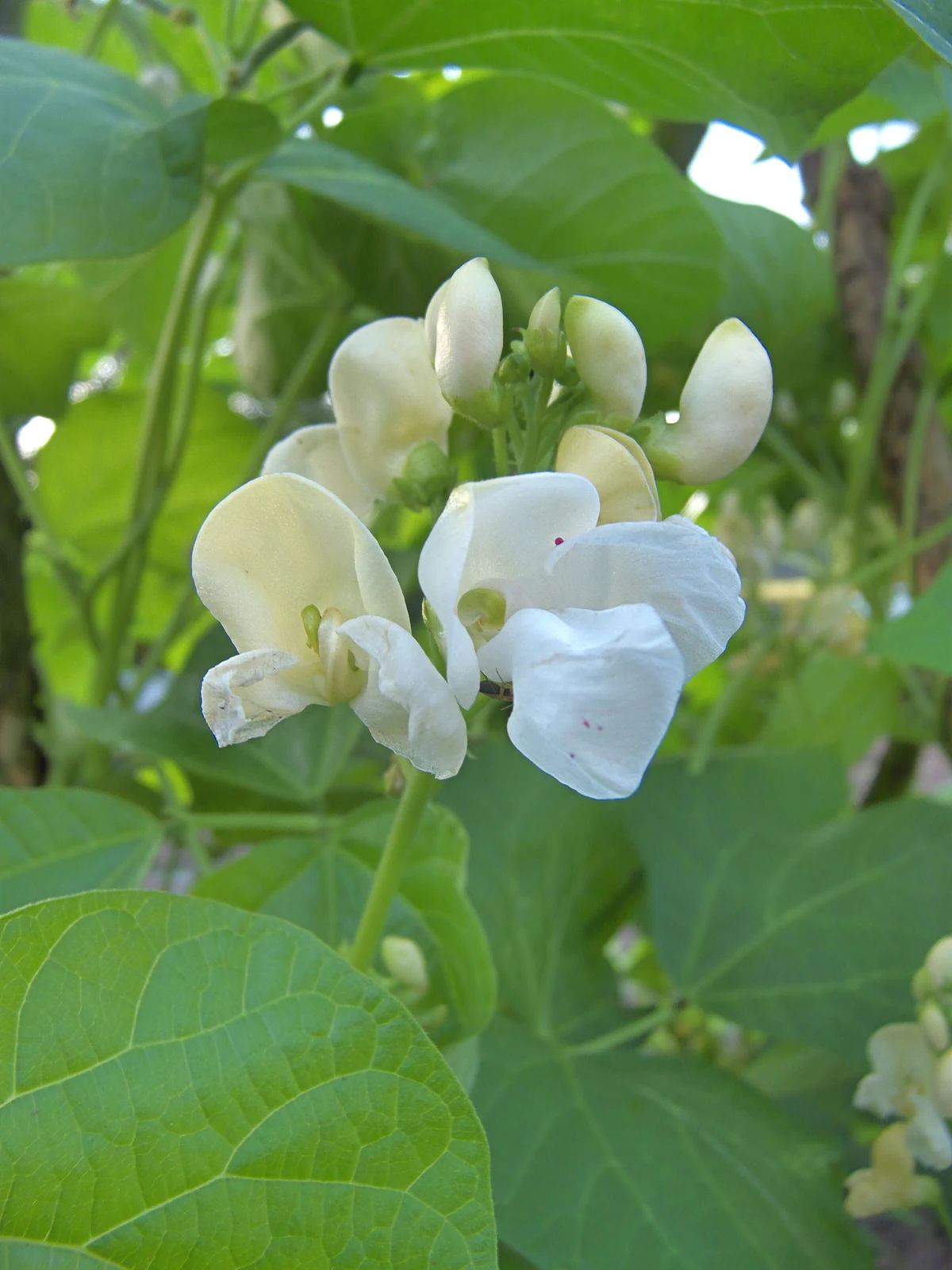 White Emergo Runner Pole Bean