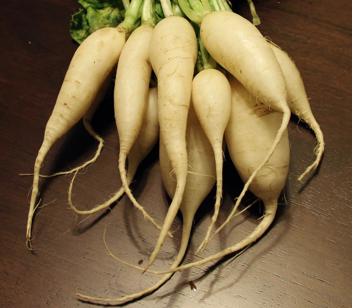 White Icicle Radishes