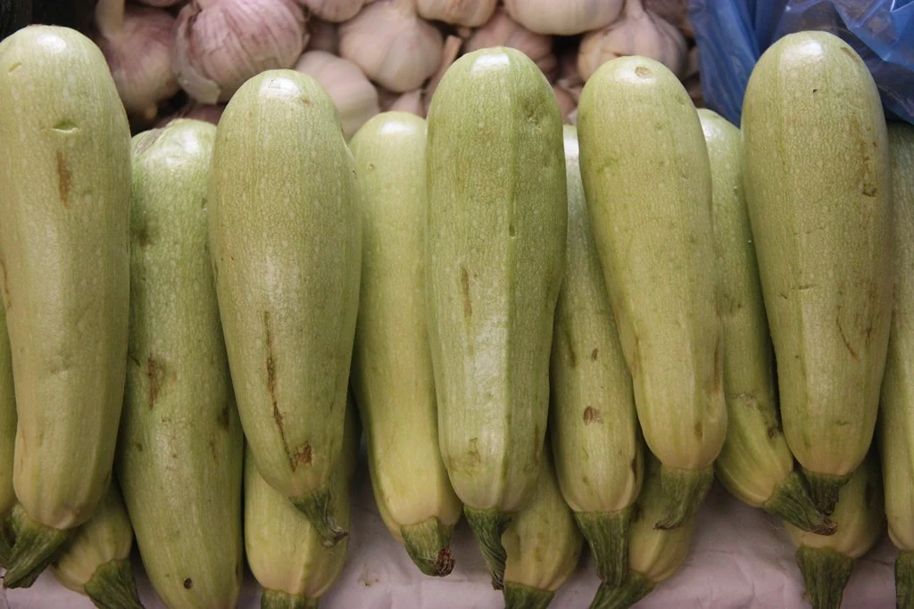 White Marrow Summer Squash