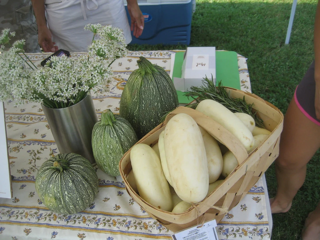 White Wonder Cucumber