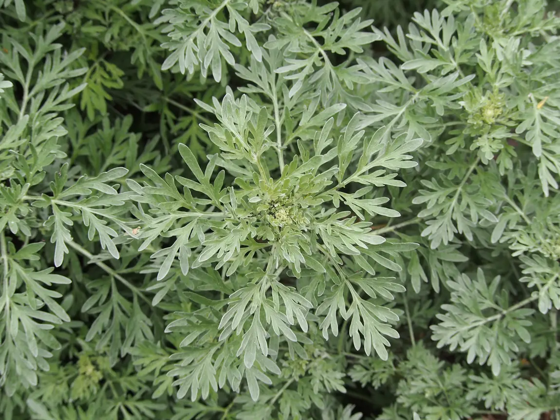 Wormwood
