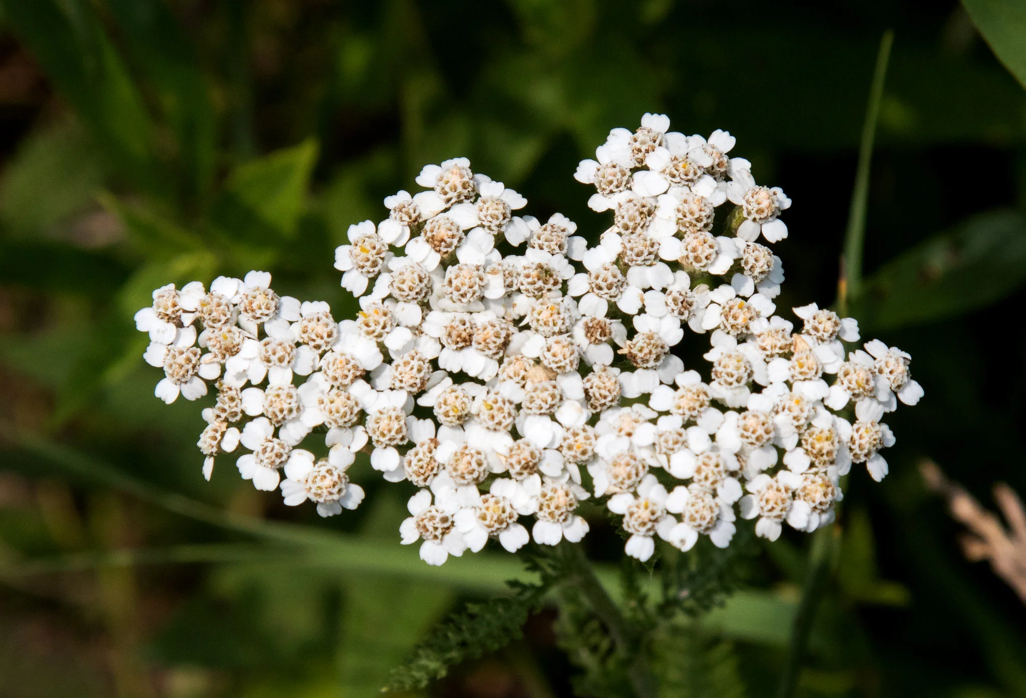 Yarrow