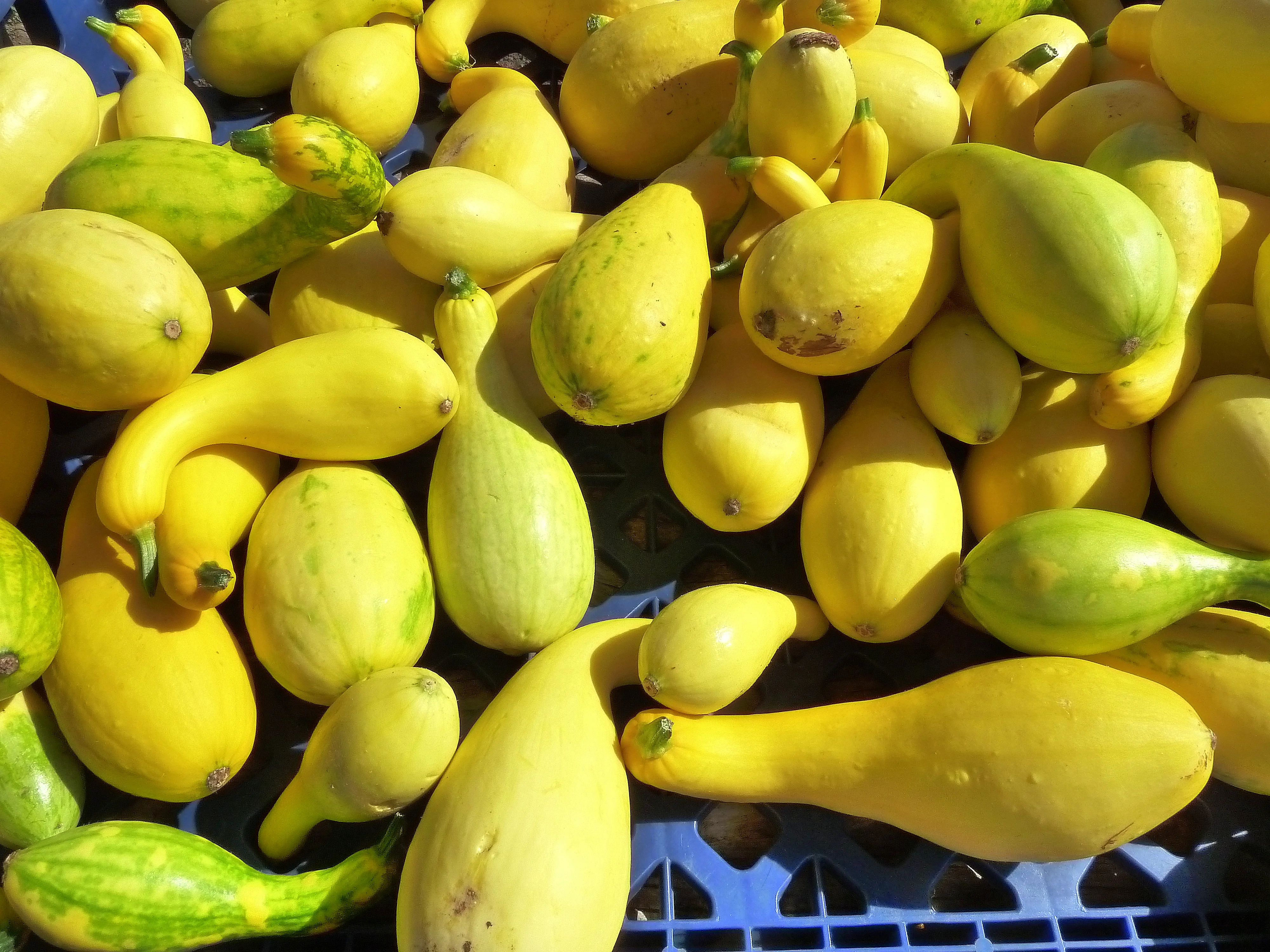 Yellow Crookneck Squash