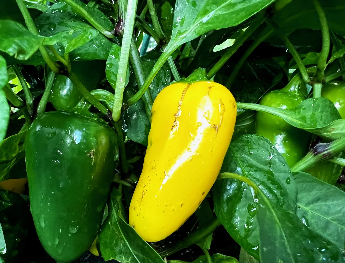Yellow Jalapeno (Caloro) Hot Peppers