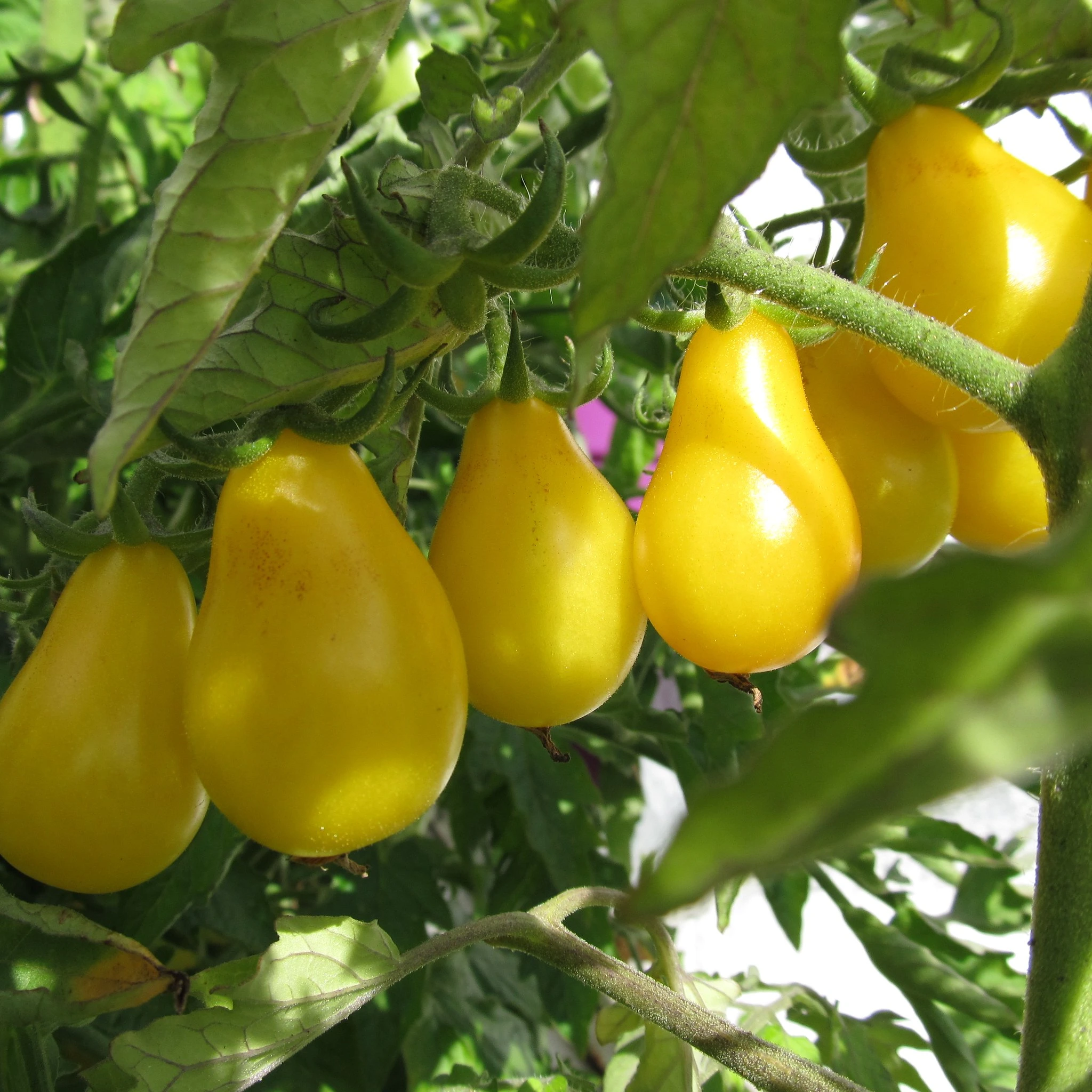 Yellow Pear Tomatoes