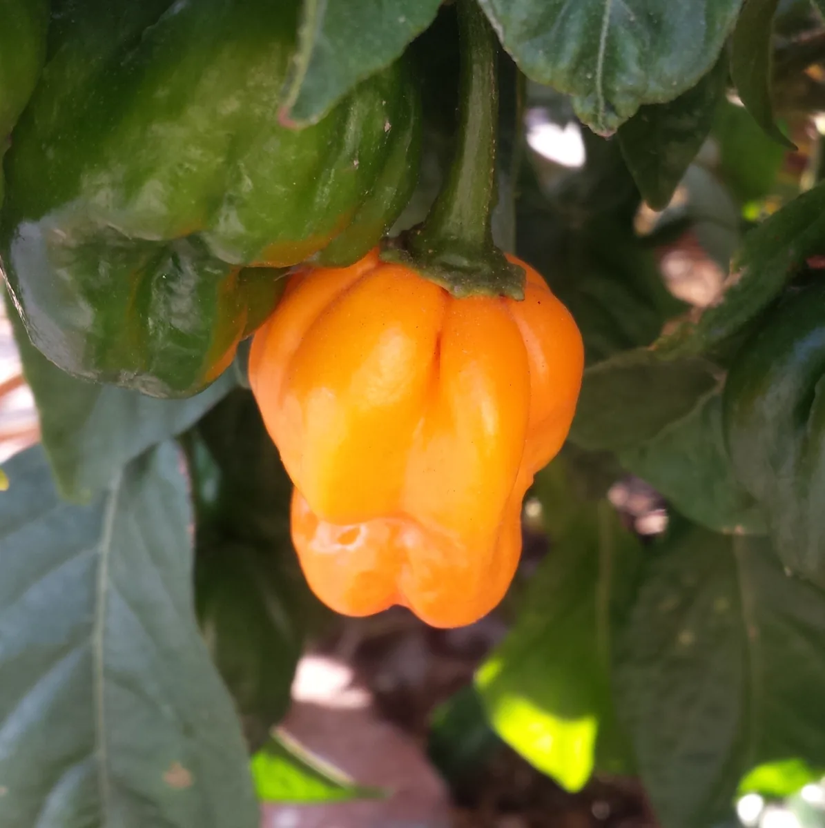 Yellow Scotch Bonnet Hot Peppers
