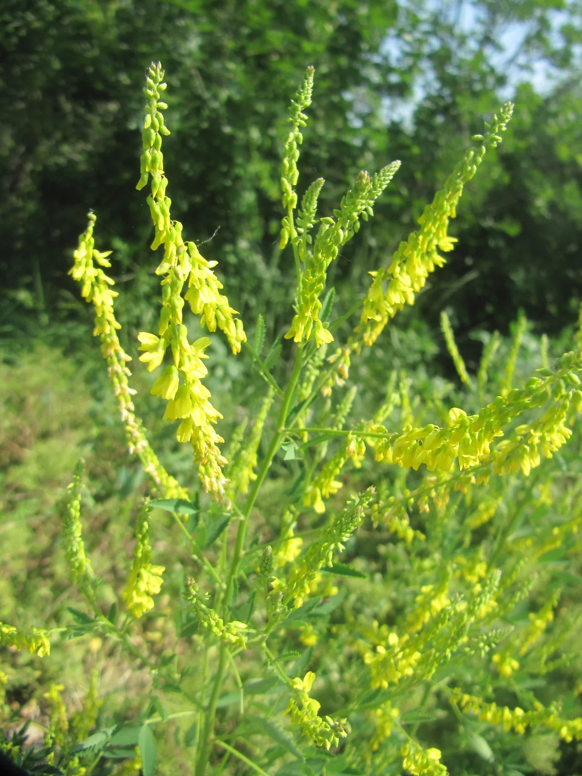 Yellow Sweet Blossom Clover Cover Crop