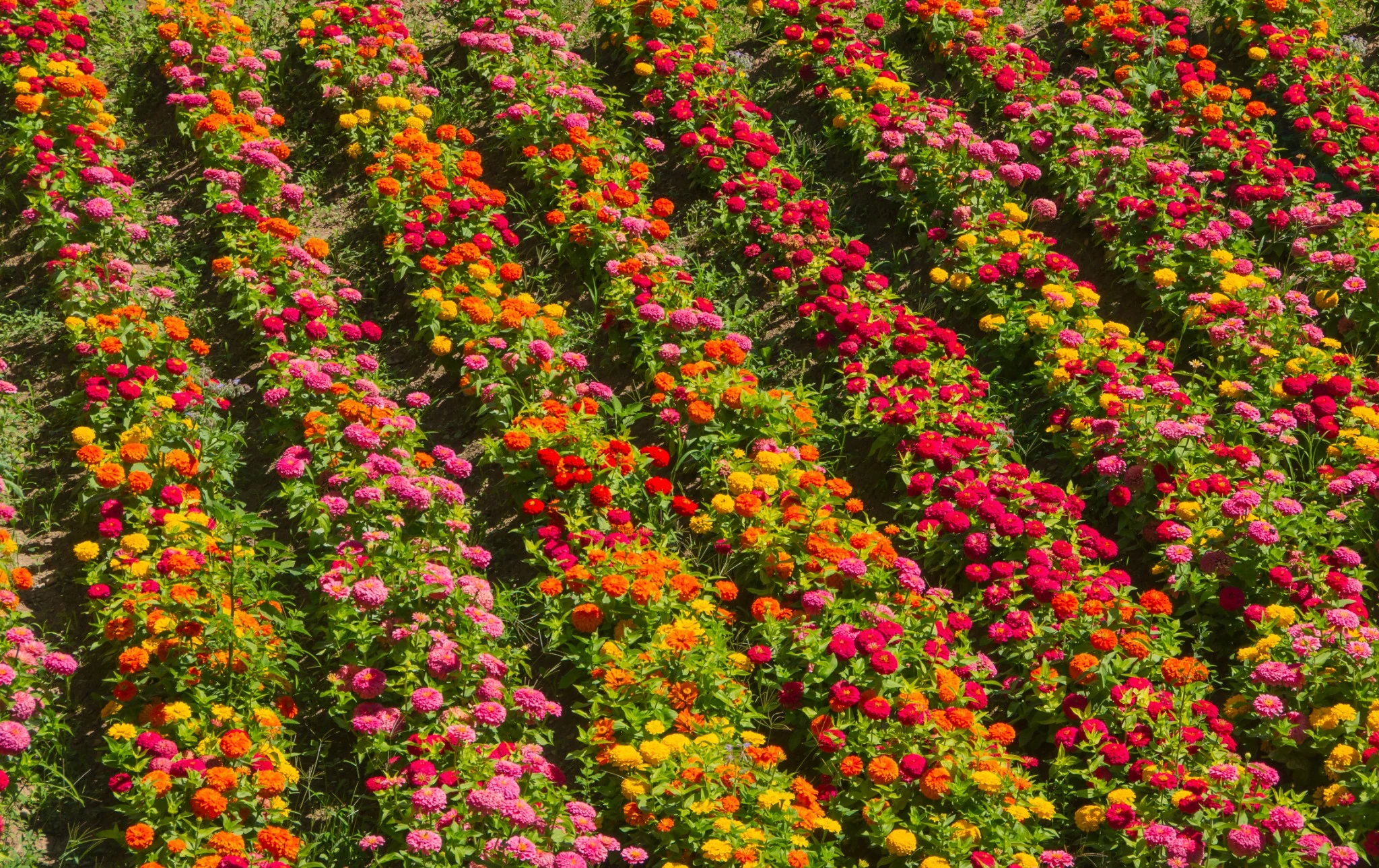 California Giant Mix Zinnia Flowers