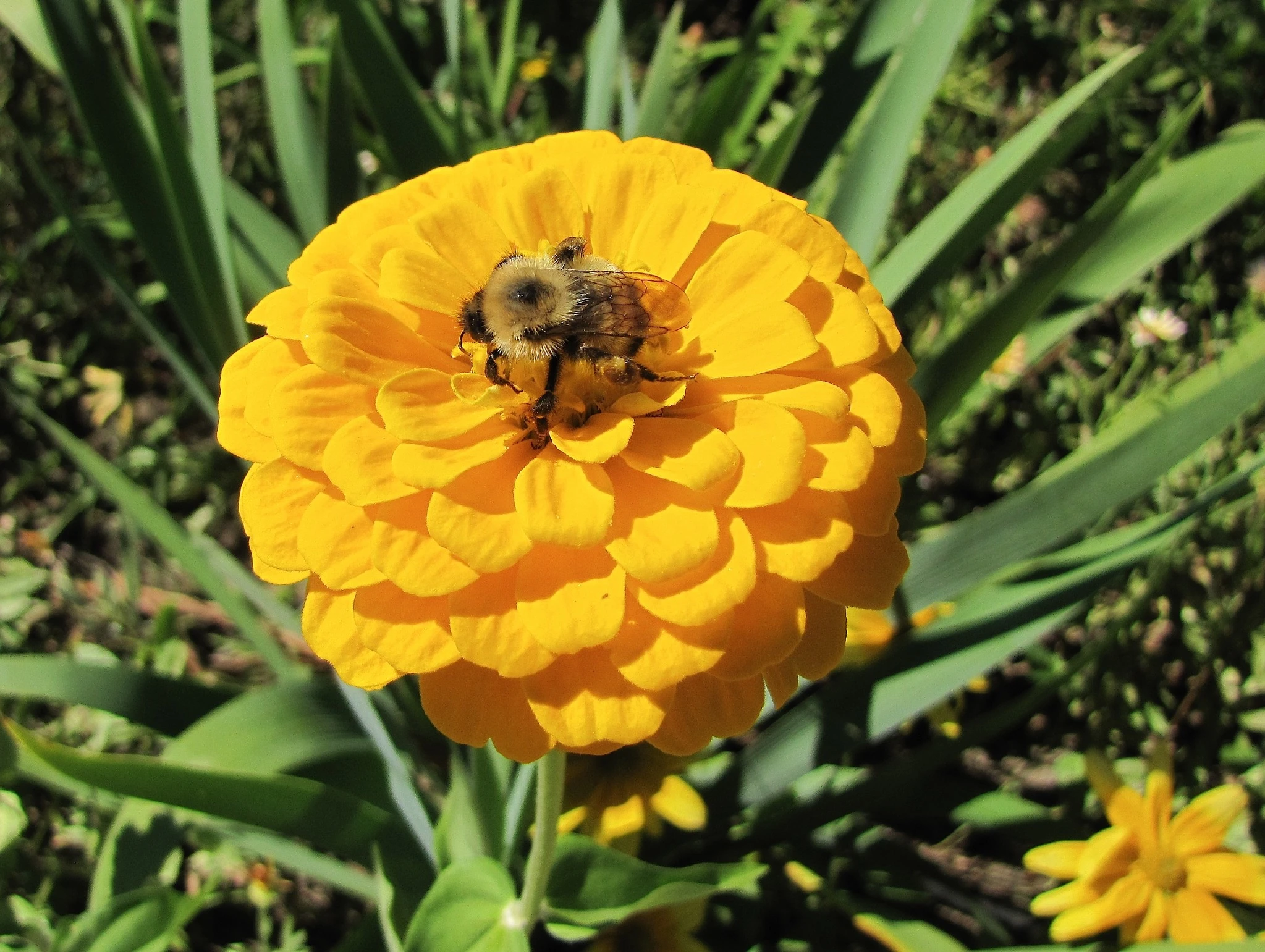 Canary Bird Zinnia Flowers