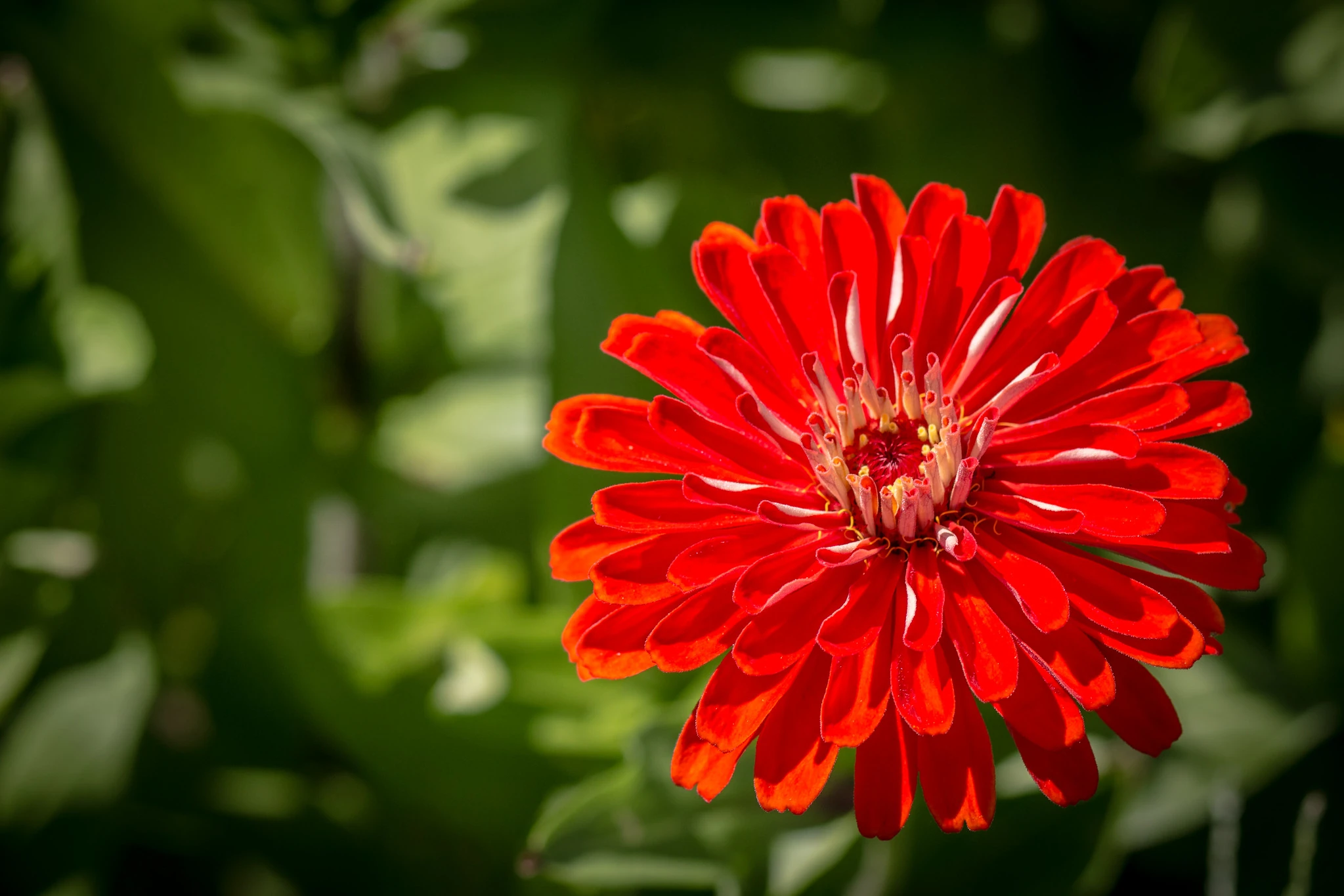 Cherry Queen Zinnia Flowers