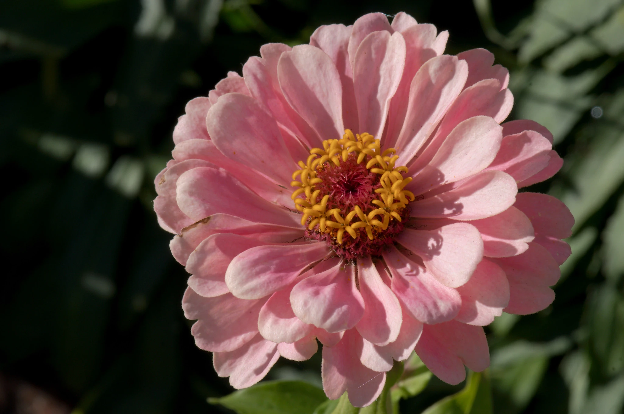 Luminosa Zinnia Flowers
