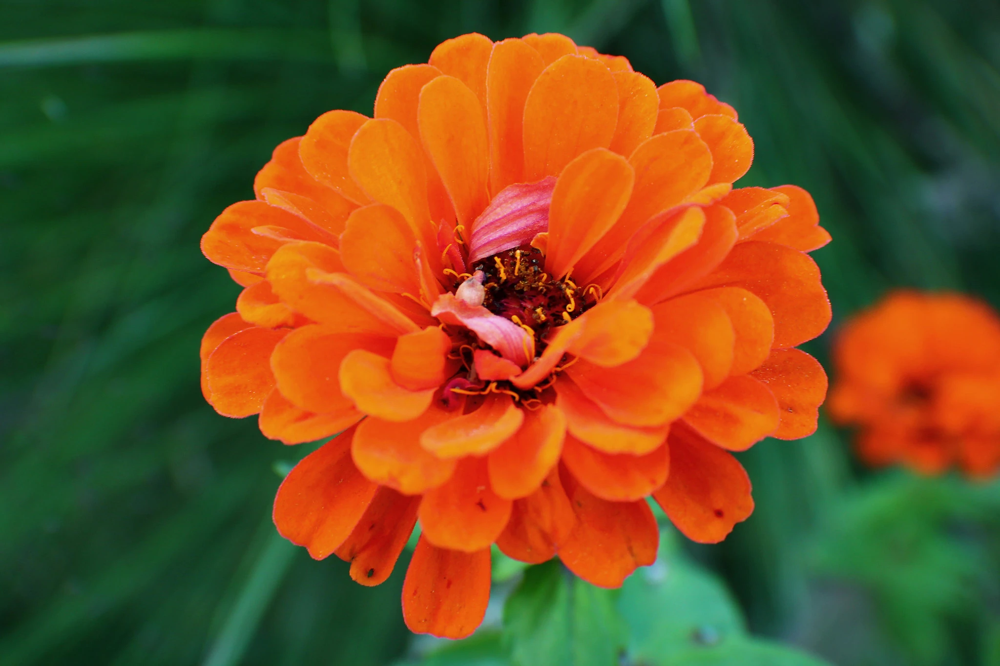 Orange King Zinnia Flowers