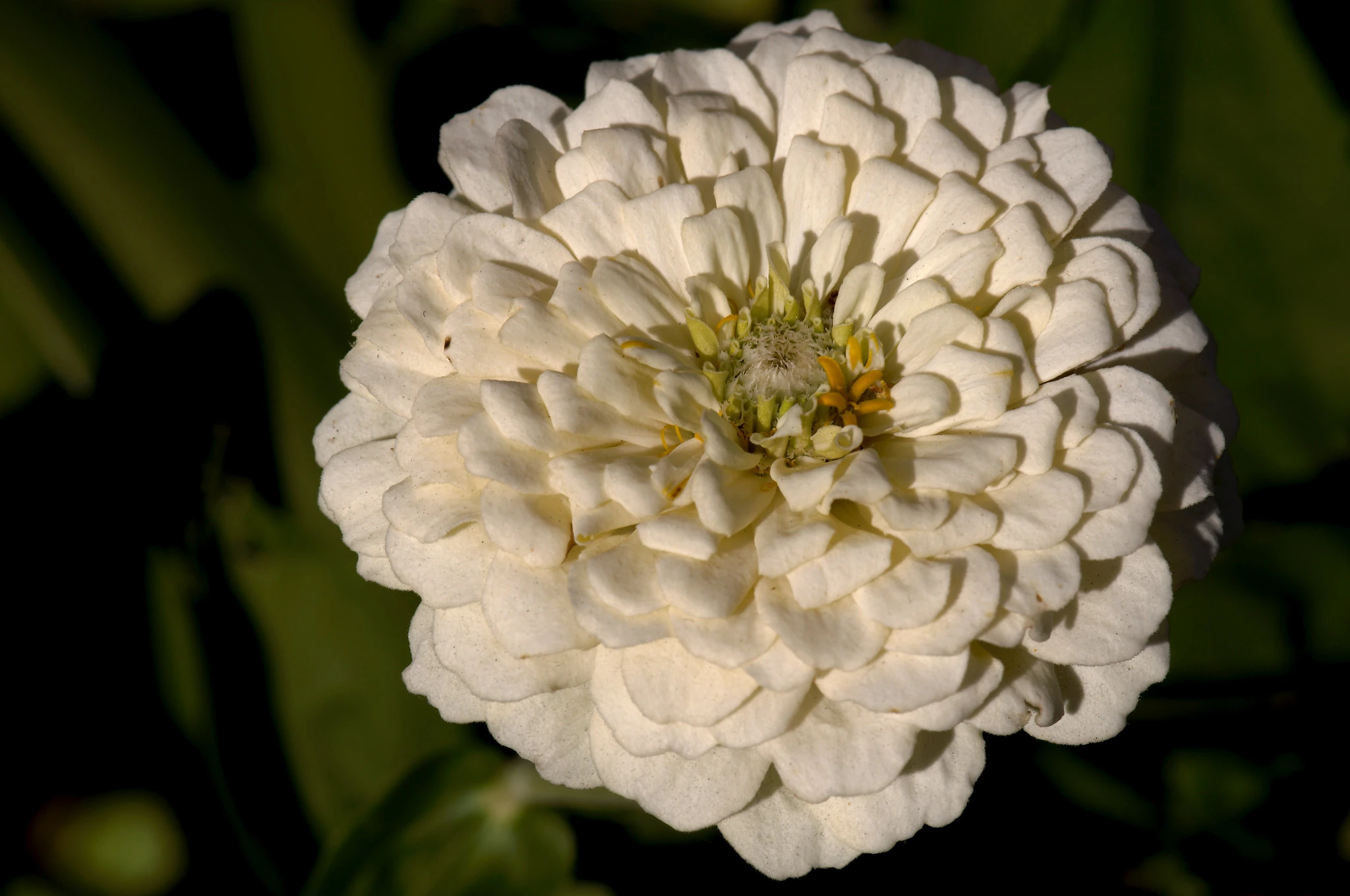 Polar Bear Zinnia Flowers
