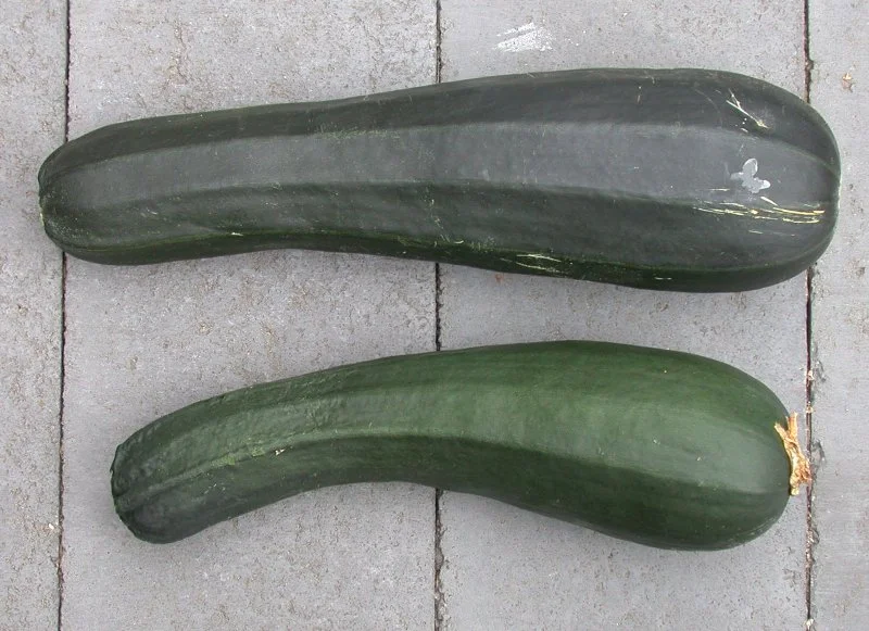 Black Beauty Zucchini