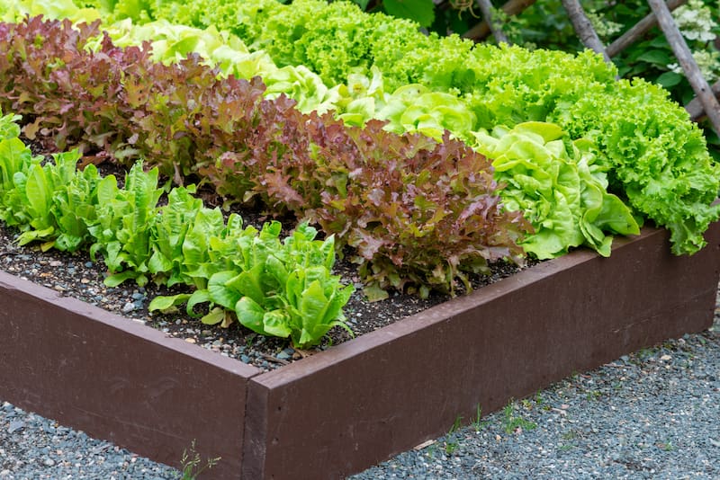 Fresh leafy greens