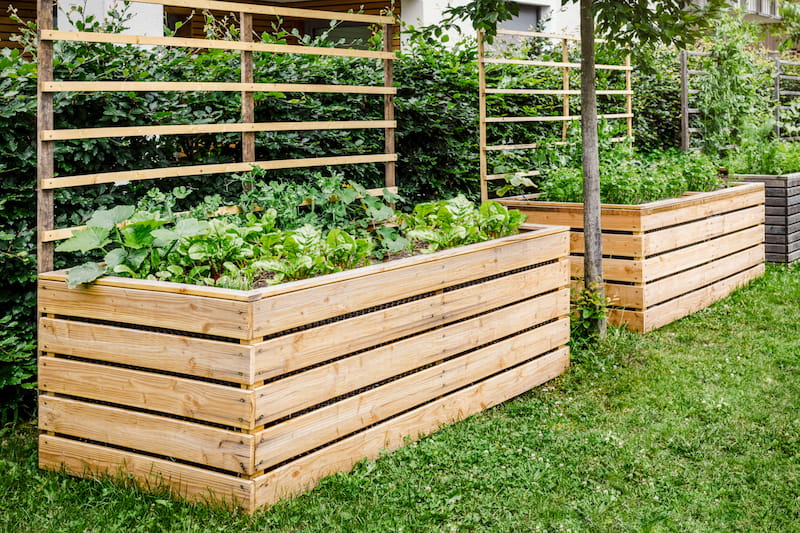 Vegetables growing in raised bed